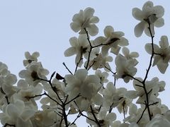 -大小咖啡 BigSmallCoffee(麦子店)