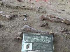 -诸城市恐龙博物馆