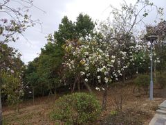 -聚龙山公园