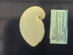 -上海海洋大学鱼文化博物馆(军工路校区)