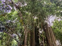 -中国科学院西双版纳热带植物园
