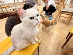 -Let's go狗咖·猫咖·奶狗·桌游(春熙路IFS店)
