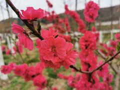 -渭南桃花源民俗文化园