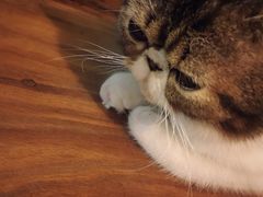 -李小姐の猫咖啡馆(五角场店)
