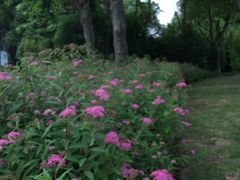 -陈家山荷花公园