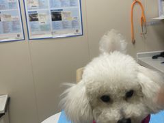 -芭比堂动物医院·CT·微创中心(新顺分院)