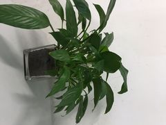 -金陵花卉交易市场
