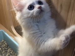 -屋虎猫馆(宝安大仟里店)