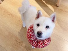 -柴犬小屋·柴餐厅·狗咖食堂(金鼎广场店)