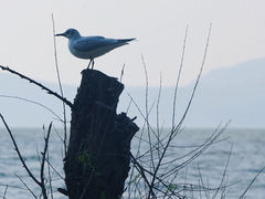 -捞渔河湿地公园