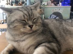 -平行世界·猫咖(首经贸店)