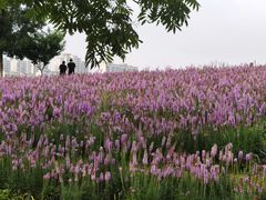 -贡湖湾湿地公园