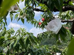 -桃源山庄·水蜜桃采摘·柴火鸡·烧烤团建(龙泉山店)