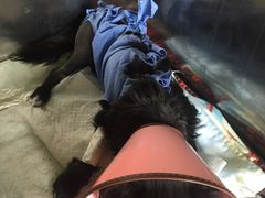 -瑞派宠物医院·24小时骨科·心脏·核磁(哈尔滨南岗店)
