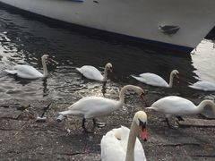 琉森湖-卢塞恩湖