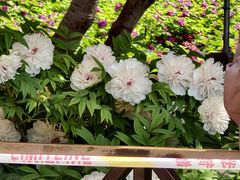 -洛阳市隋唐城遗址植物园