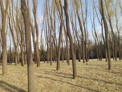 -森林公园(尖草坪区)