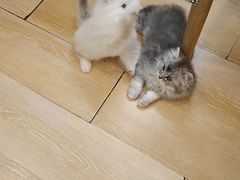-猫咪派对(江南西店)