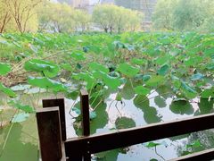 -长兴太湖图影湿地文化园