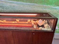 -吉隆坡雀鸟公园