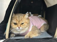 -美联众合动物医院·24h京西诊疗中心
