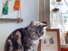 -海边的猫和咖啡馆
