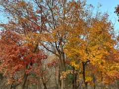 -北京西山国家森林公园