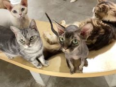 -more than meow吴止猫主题餐厅(承德 中船汇店)