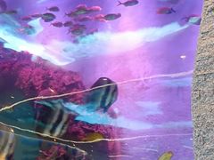 -瑞德姆美人鱼海底演艺主题餐厅(亚龙湾店)