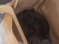 -中农国际动物医院24小时·猫科·骨科·急重症中心