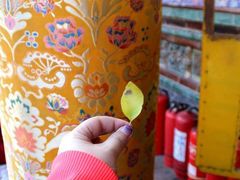 景观位-塔尔寺-菩提树