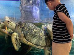 -烟台海昌鲸鲨海洋公园