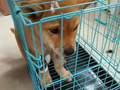 -美联众合宠物医院·爱萌分院·内外科·猫科中心