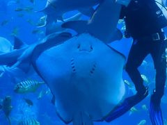 -太平洋海底世界