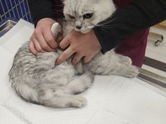 -中农大我爱我爱动物医院·核磁CT·猫病·24小时夜诊中心(石佛营店)