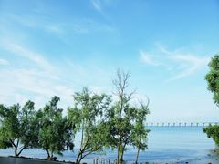 -宝安西湾红树林湿地公园