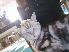 -猫猫幼稚园·撸猫·桌游·电玩