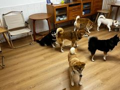 -是阿柴呀！柴犬咖啡·爱喵喵猫咖