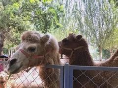 -长白岛森林公园