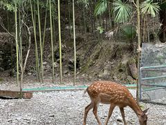 -鹿院坪生态旅游景区