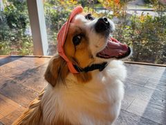 -西安浐灞艾美酒店·汉江餐厅·火锅