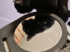 -纳吉亚猫专科动物医院博雅分院