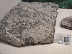 -辽宁古生物博物馆