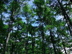 -黑龙江省森林植物园