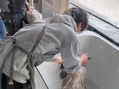 -糯米喵星人总部直营旗舰店·猫舍·幼猫出售
