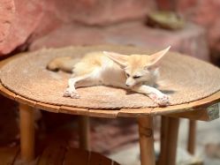 -Zoolung Zoolung动物主题公园(海信广场店)