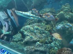 -上海海洋水族馆