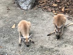 -清迈夜间动物园