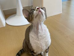 -有喵·猫咖·狗咖·30几只猫10只小狗(岗厦店)