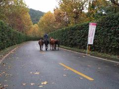 -平湖九龙山旅游度假区